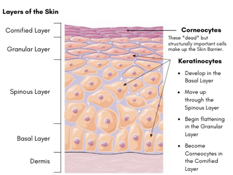 Layers of the Skin