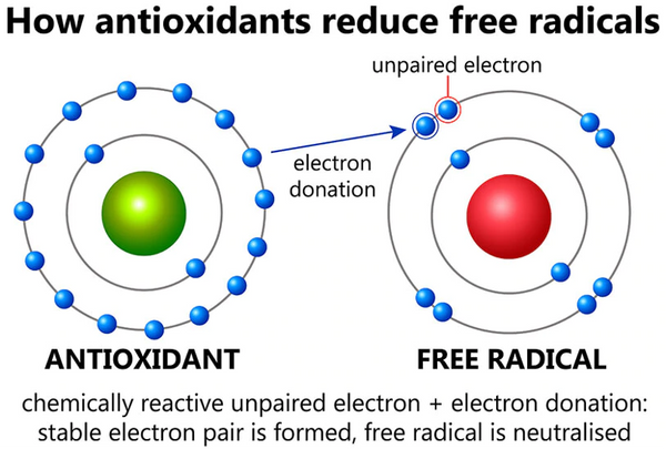 How antioxidants reduce free radicals