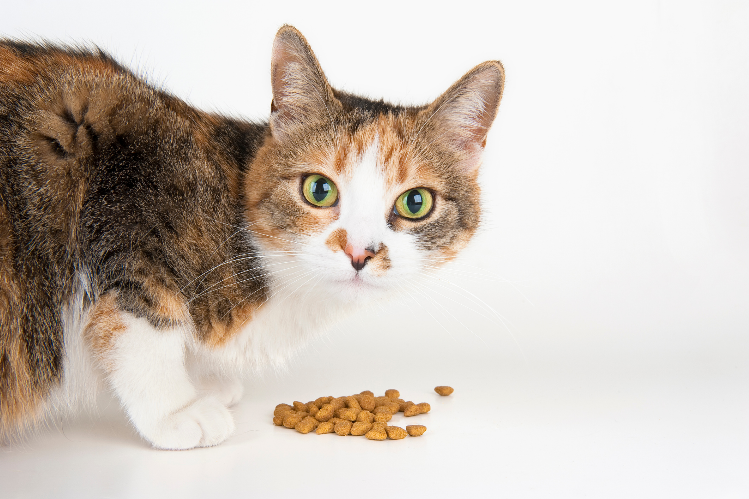 Cat Food Puzzles: How They Benefit Your Cat