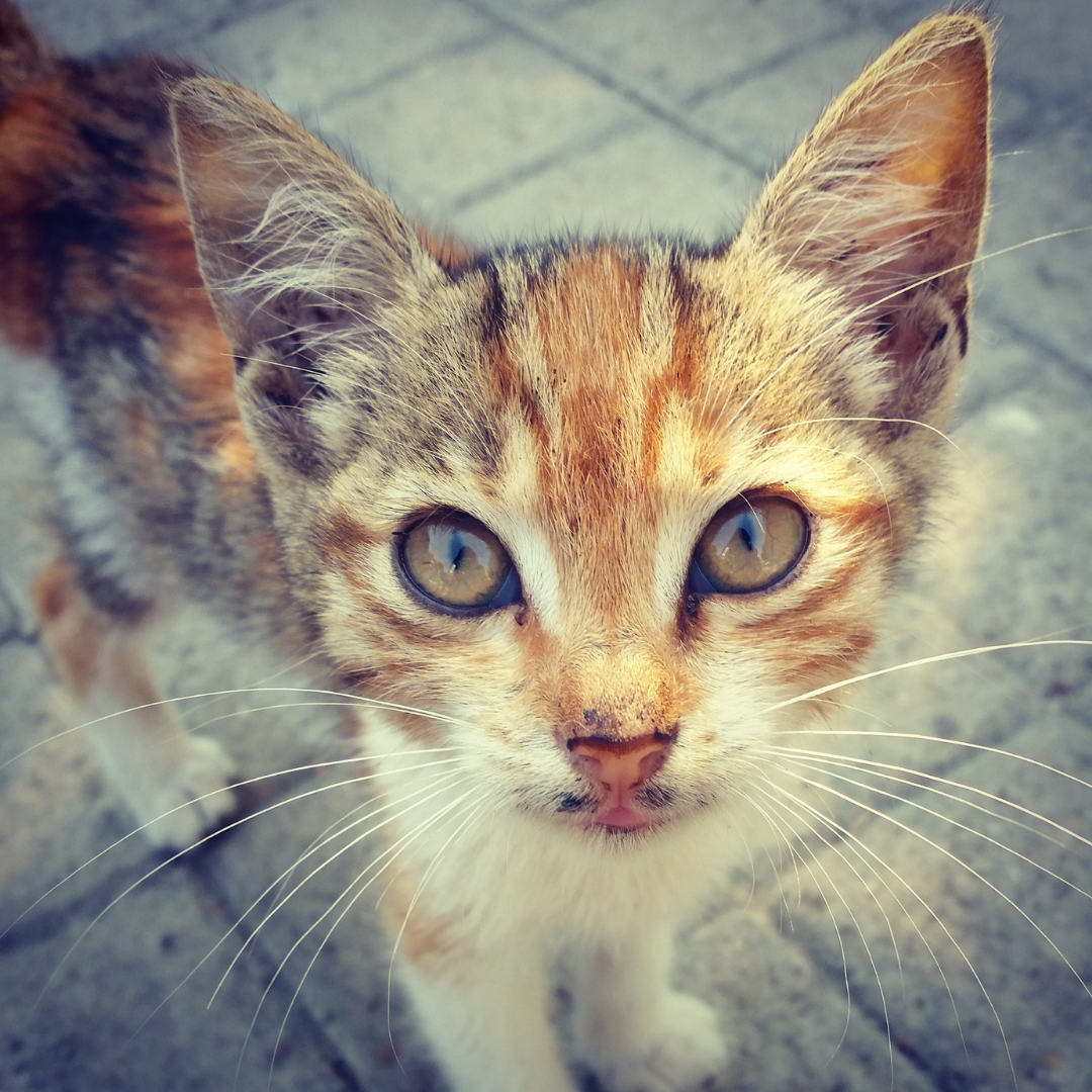 Stray multi-colored kitten looking up.