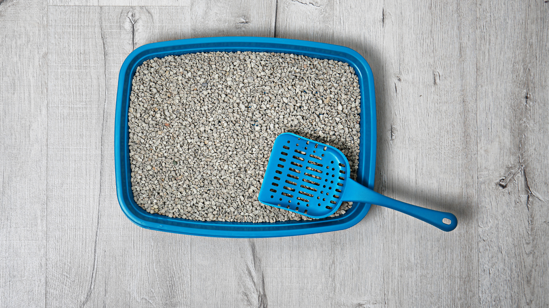 Blue cat litter pan filled with clay cat litter, with a blue cat litter scoop sitting on top. 
