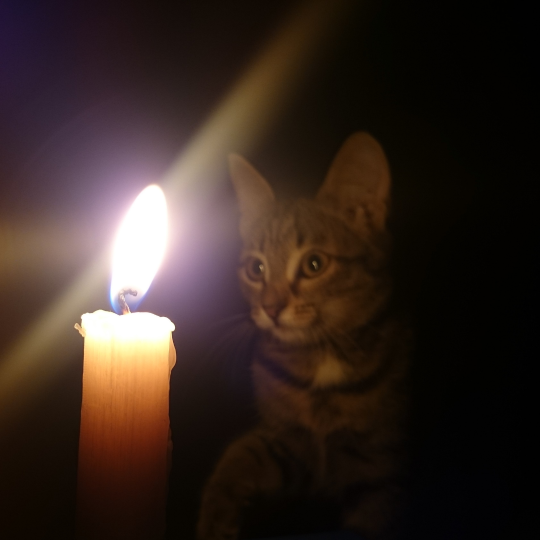 Cat watches open flame of a candle in a dark room. 