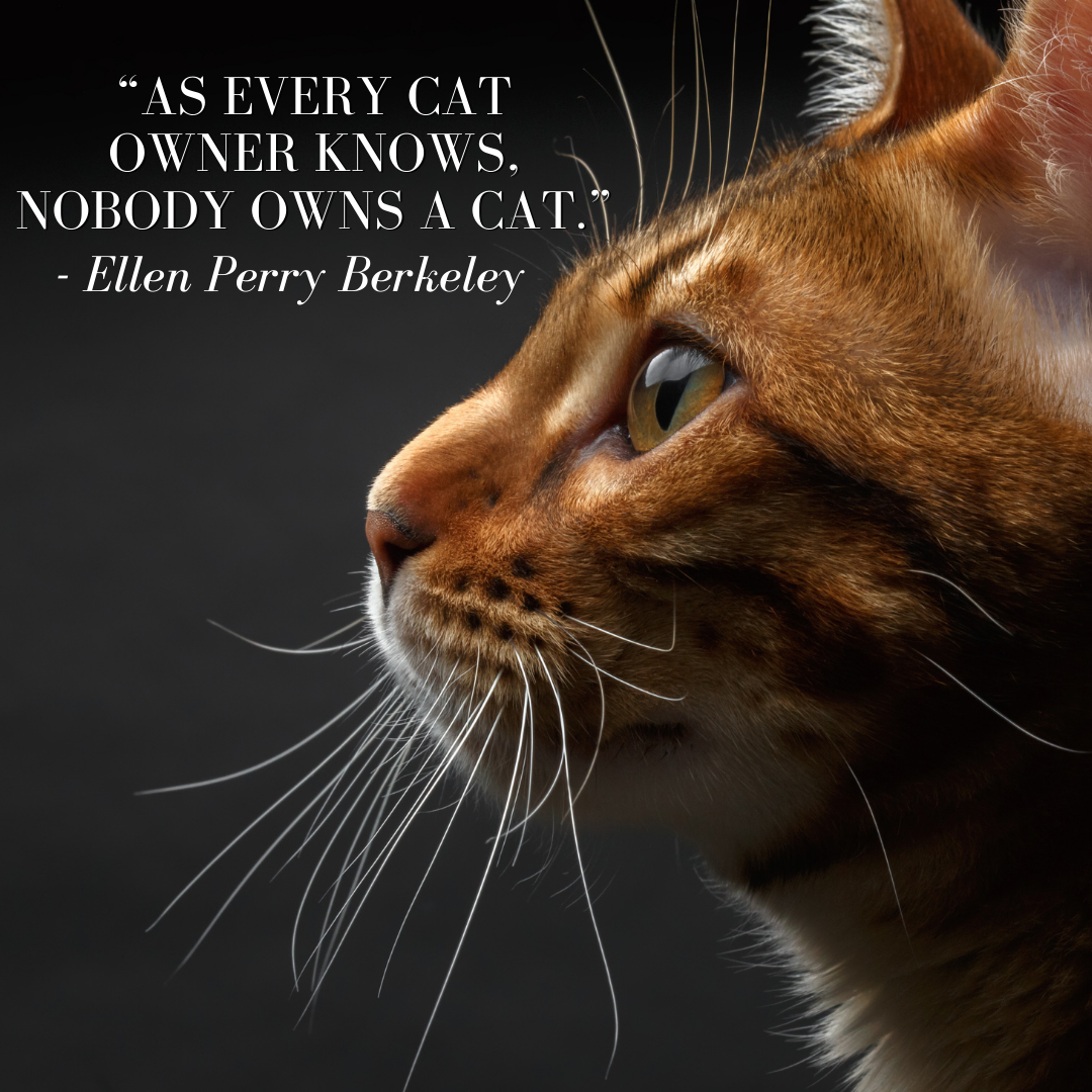 cat quotes and sayings