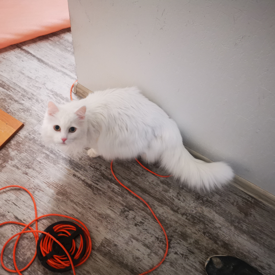 White fluffy cat next to electrical cords looks up with a guilty expression. 