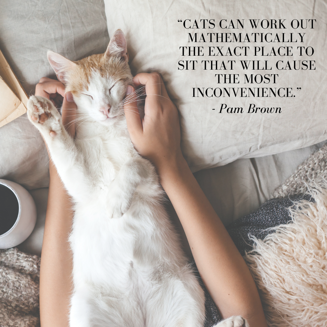 Our Favorite Cat Quotes – CatGenie