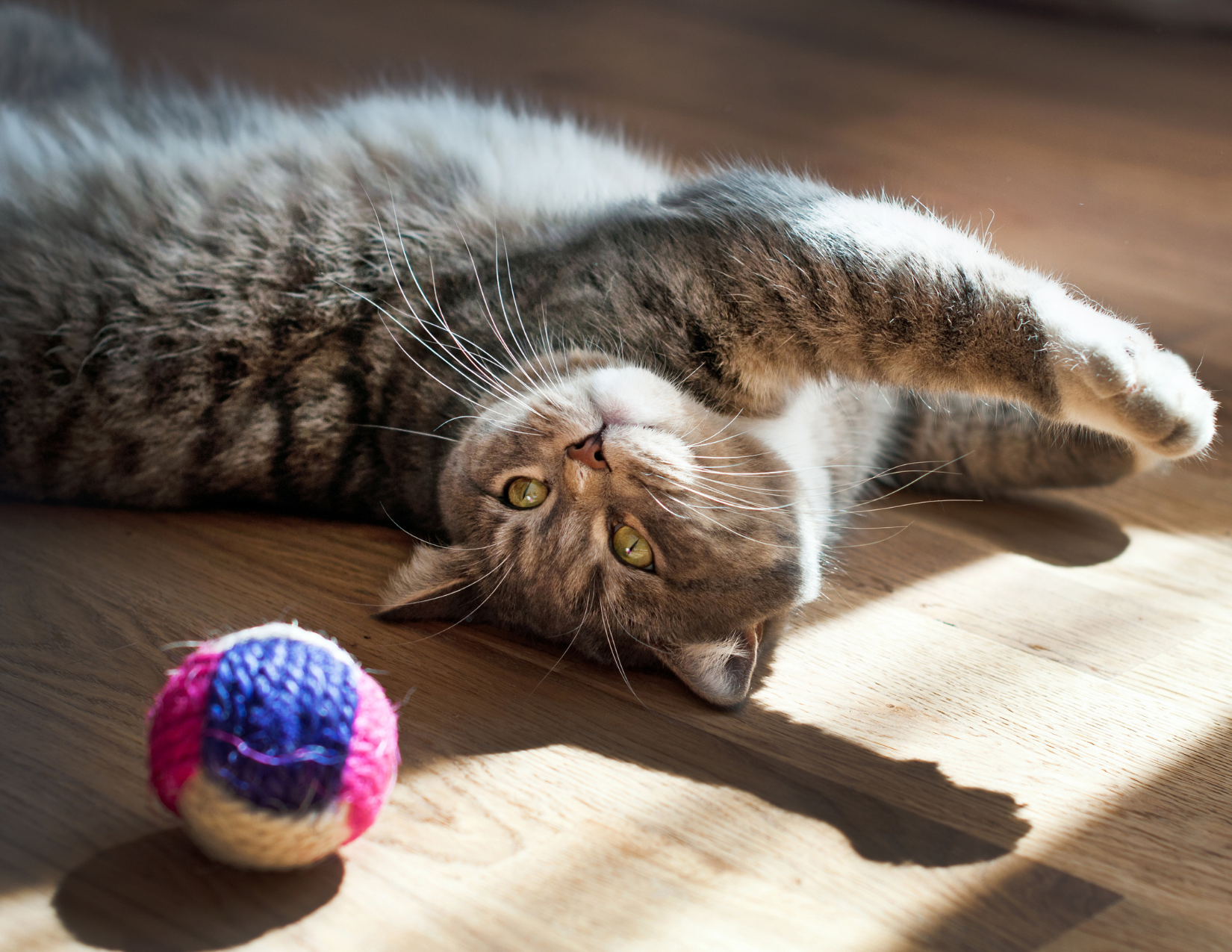 Cat plays with toy.