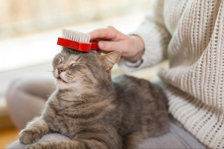 Cat being brushed