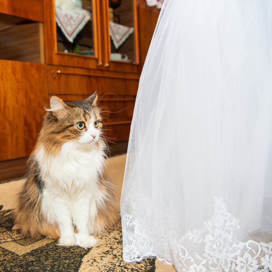 Fluffy cat sits next to bride in wedding dress.