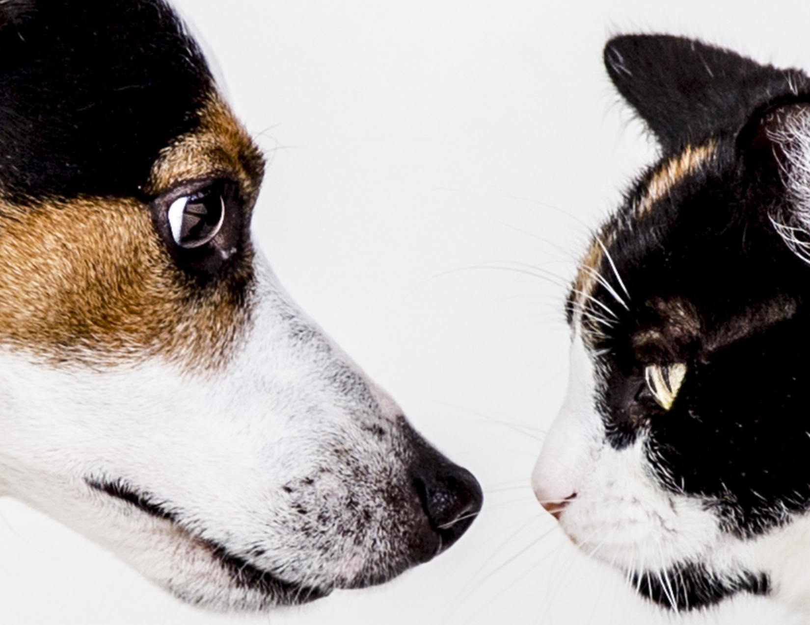 A Jack Russel type dog looks at a black and white cat. They sort of look like they are about to face off with each other. 