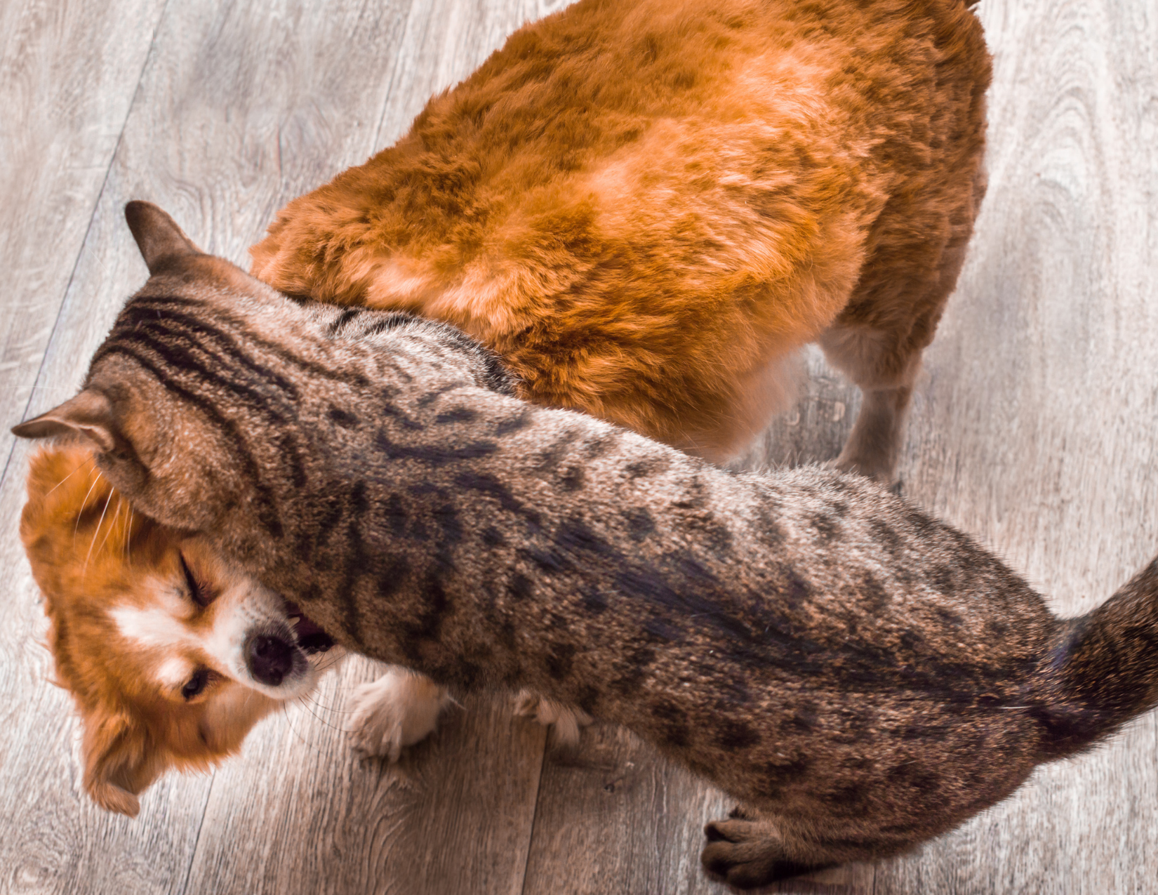 A brown and grey tabby cat bites the neck of an orange dog.