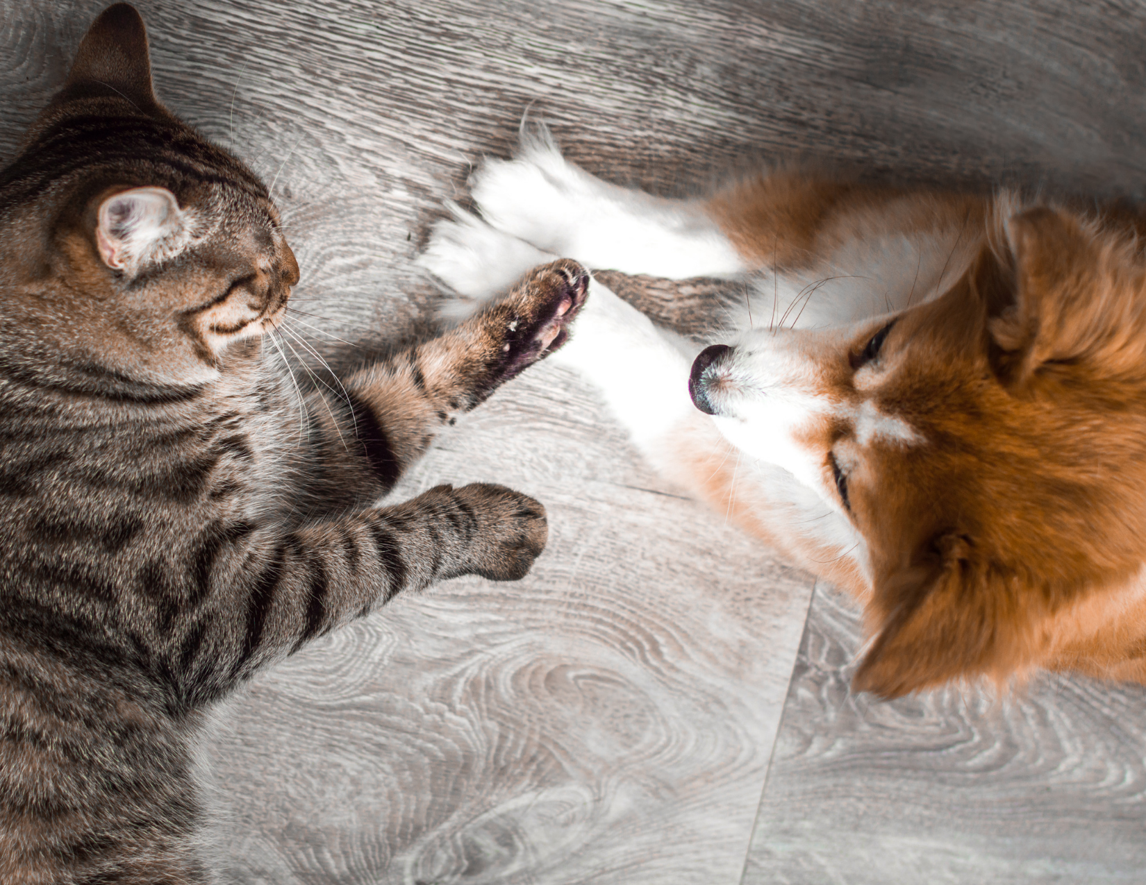 A brown and grey tabby cat lays down with their paws outstretched to an orange and white dog, who is also laying down and looking at the cat. Their paws are softly touching each other. 