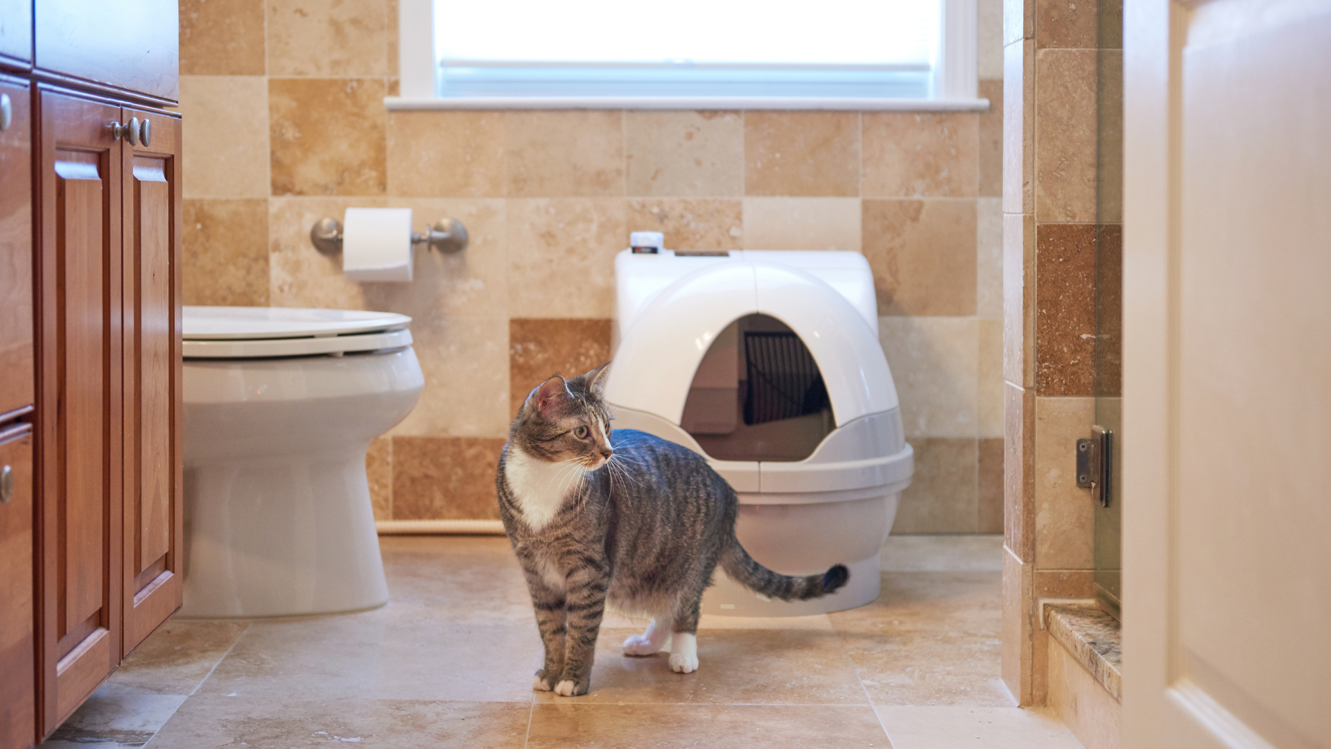 Cat stands in bathroom in front of the CatGenie. 