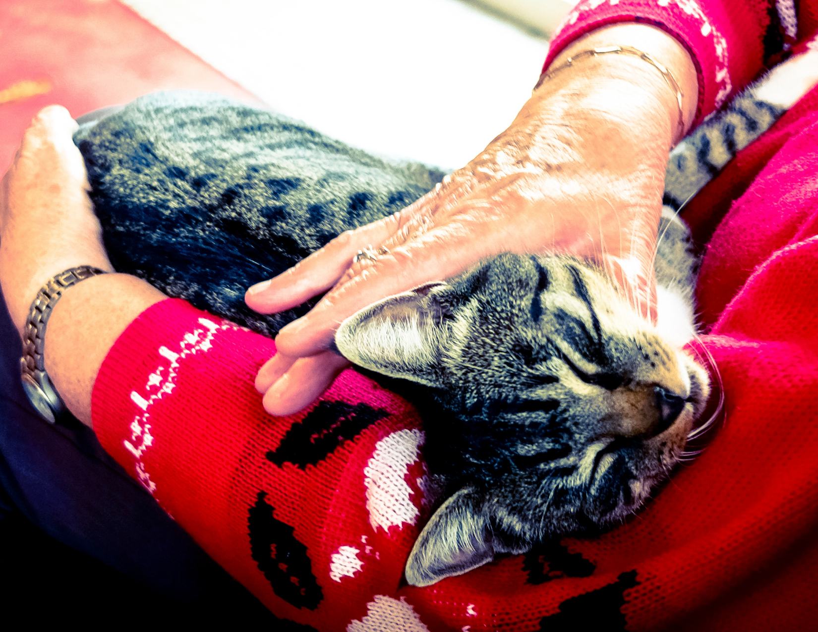 An elderly person holds a cat in their arms.