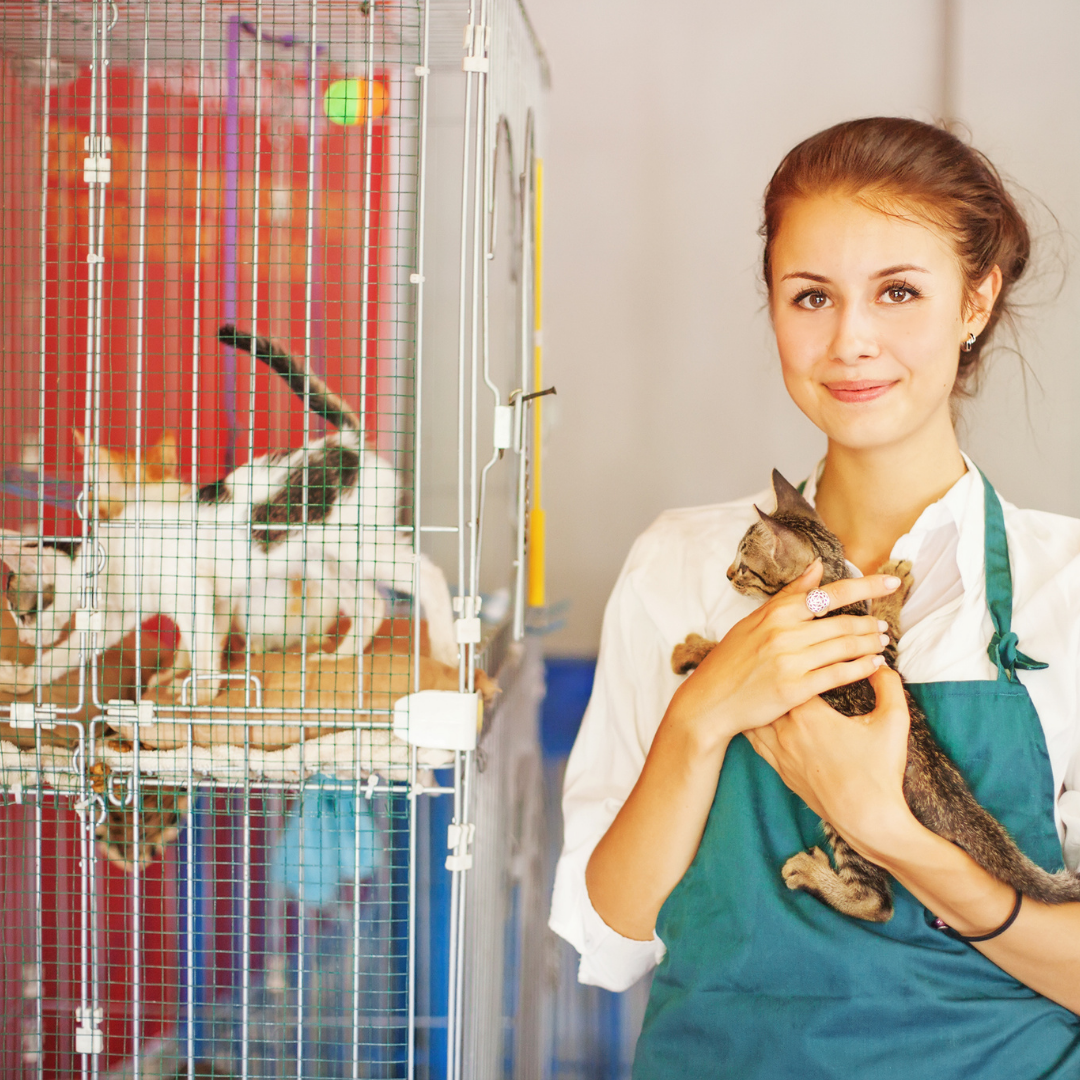 Animal shelter worker holds a kitten next to kittens in cages.