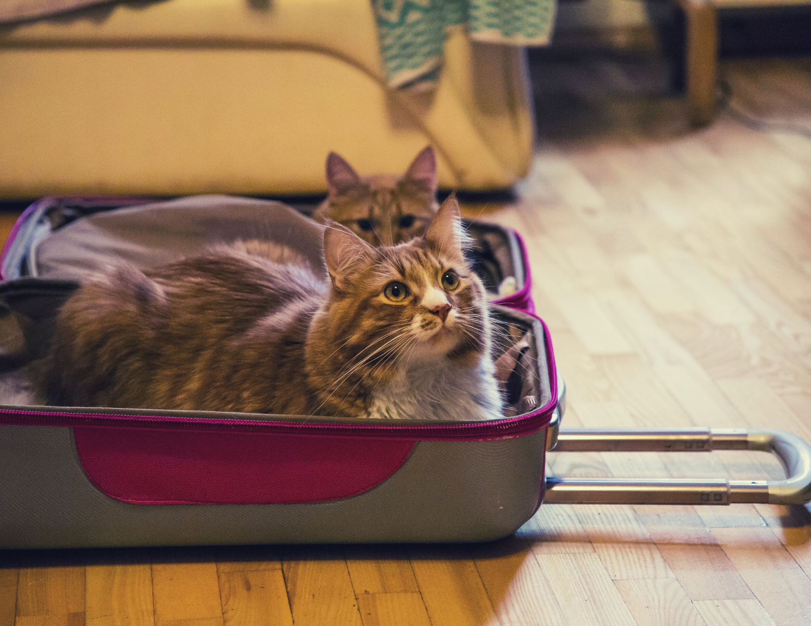 Cat sits in open luggage. 