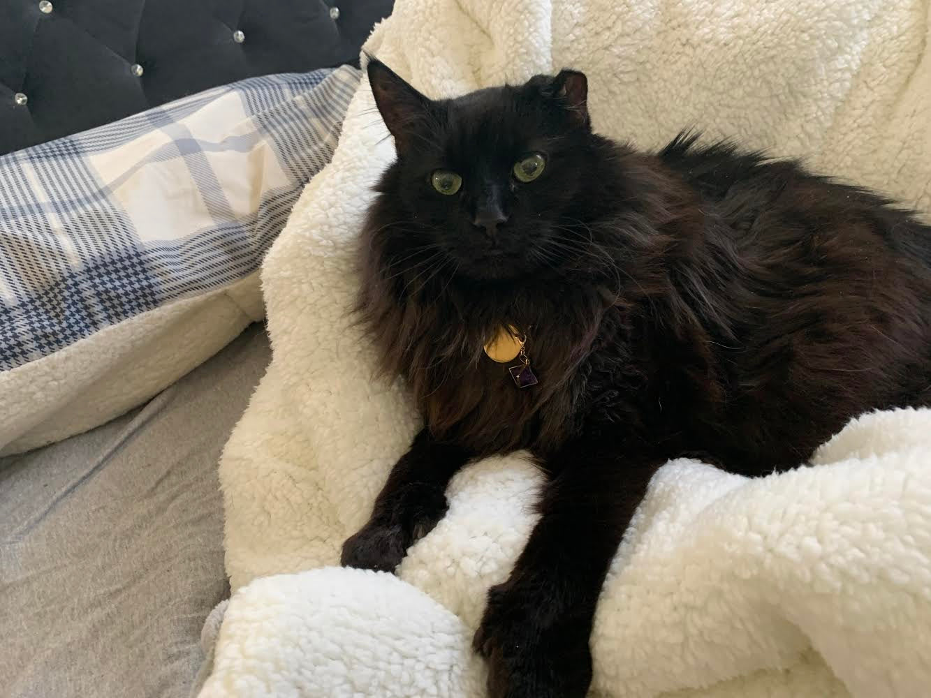 Long-haired black cat Salem sprawls out on blanket.