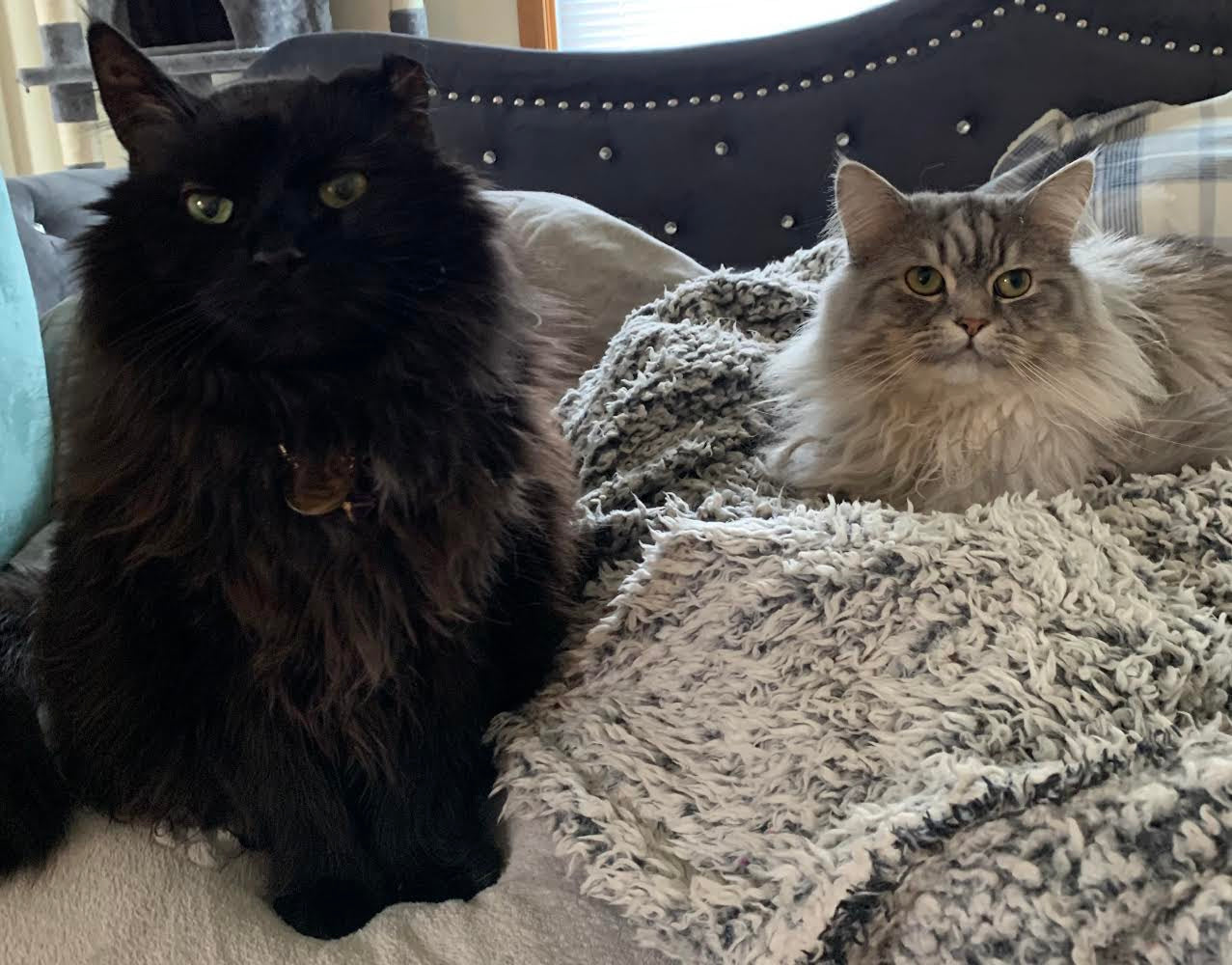 Long-haired black cat Salem and long-haired grey cat Thumper sit side-by-side on a fluffy blanket.