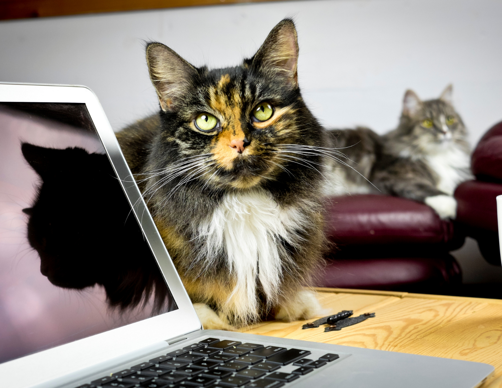 Long-haired calico cat sits near laptop.