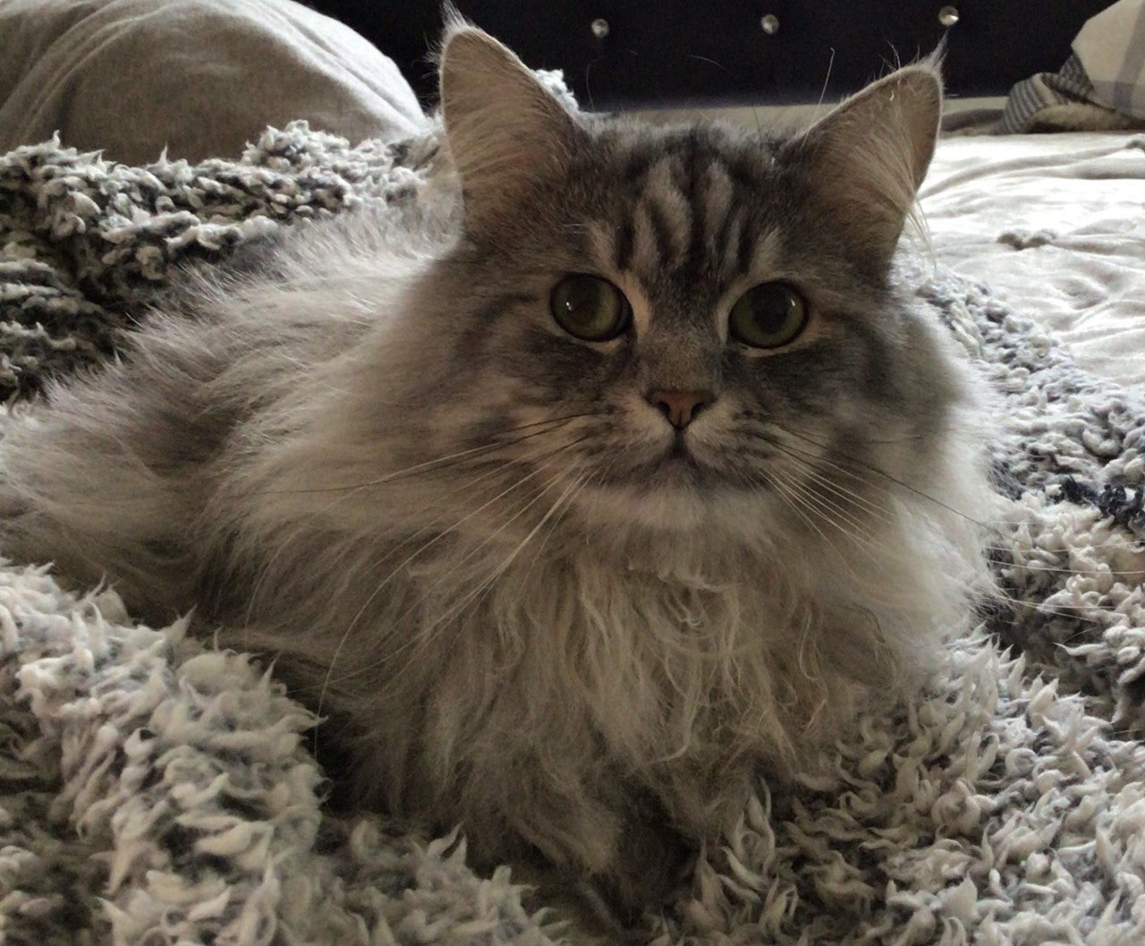 Long-haired grey cat Thumper sits on a fluffy blanket. 