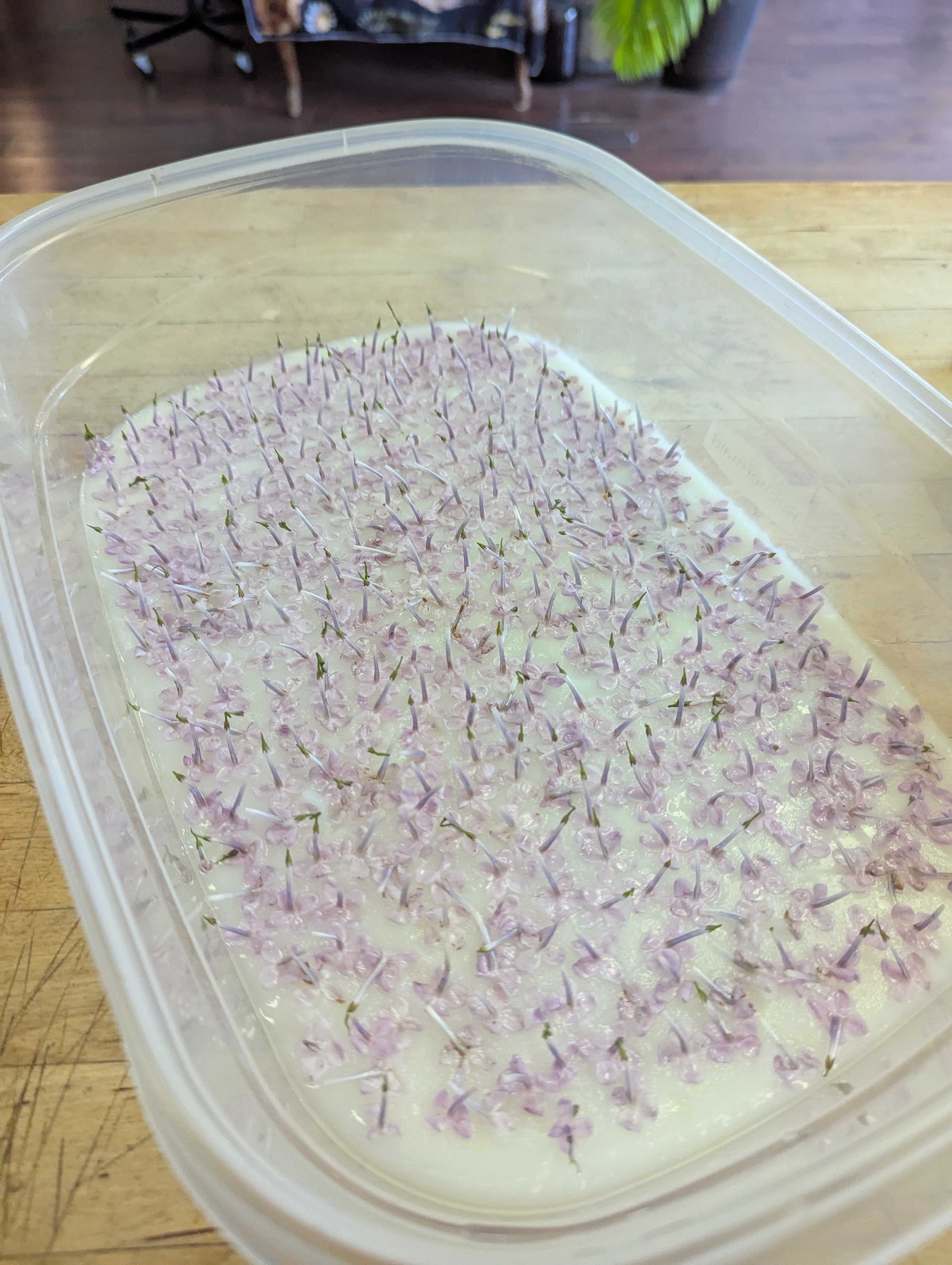 lilac enfleurage