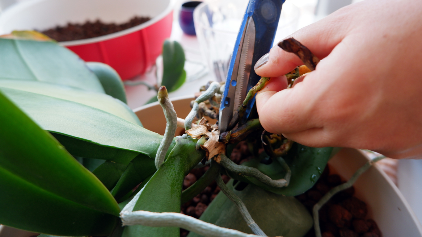 root rot orchidea