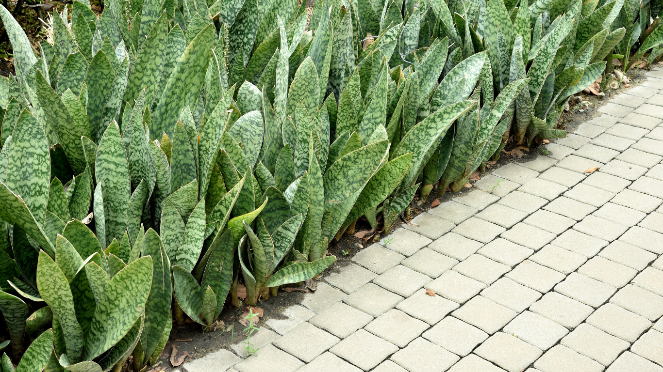 Snake Plant outdoors