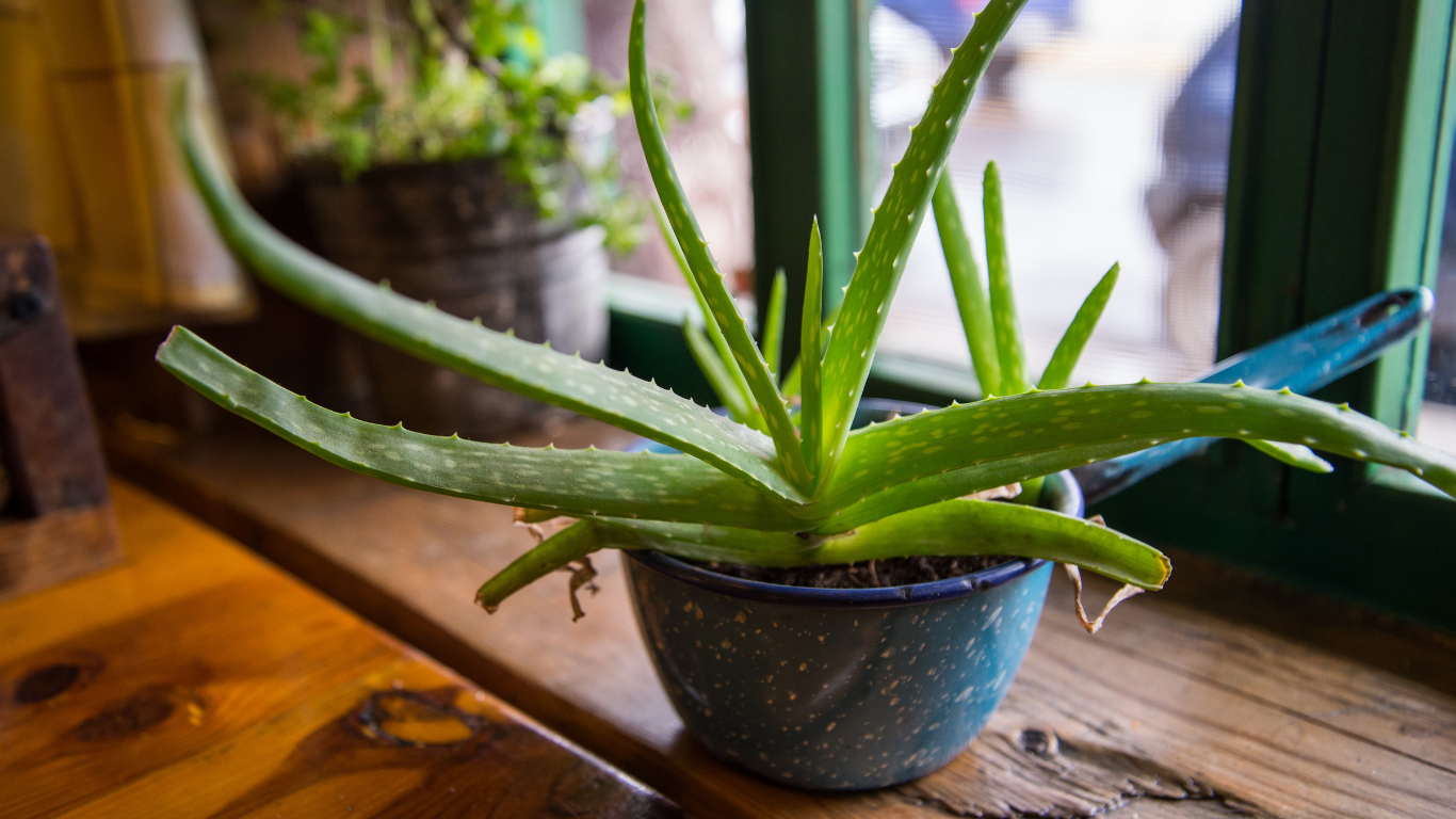 Aloe Vera Plant indoors
