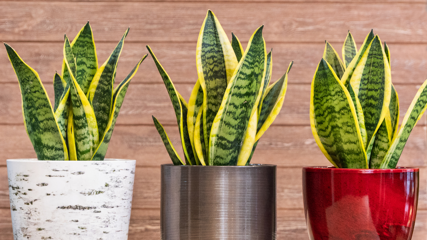 Snake Plant indoors