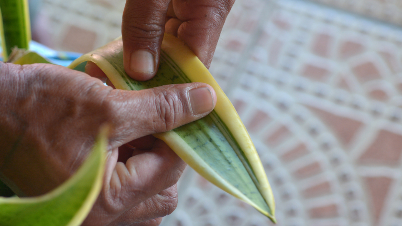 Snake Plant bowstring hemp