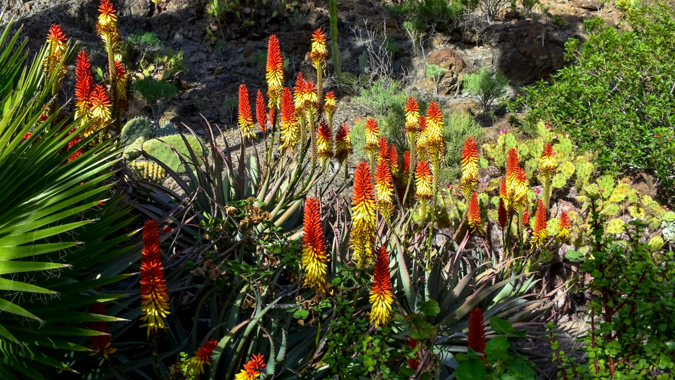 Aloe Vera Plant flowering 