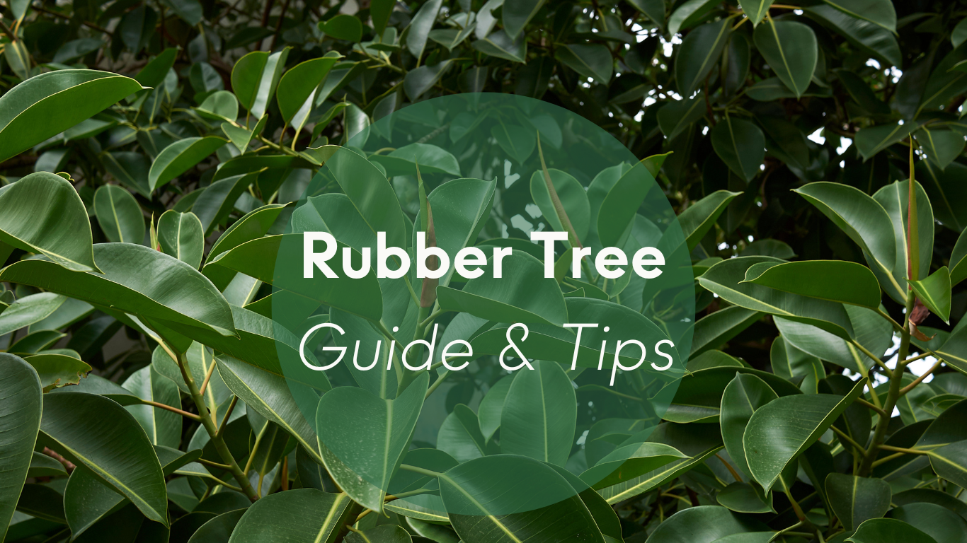 Rubber Tree Plant Care: Guide & Tips