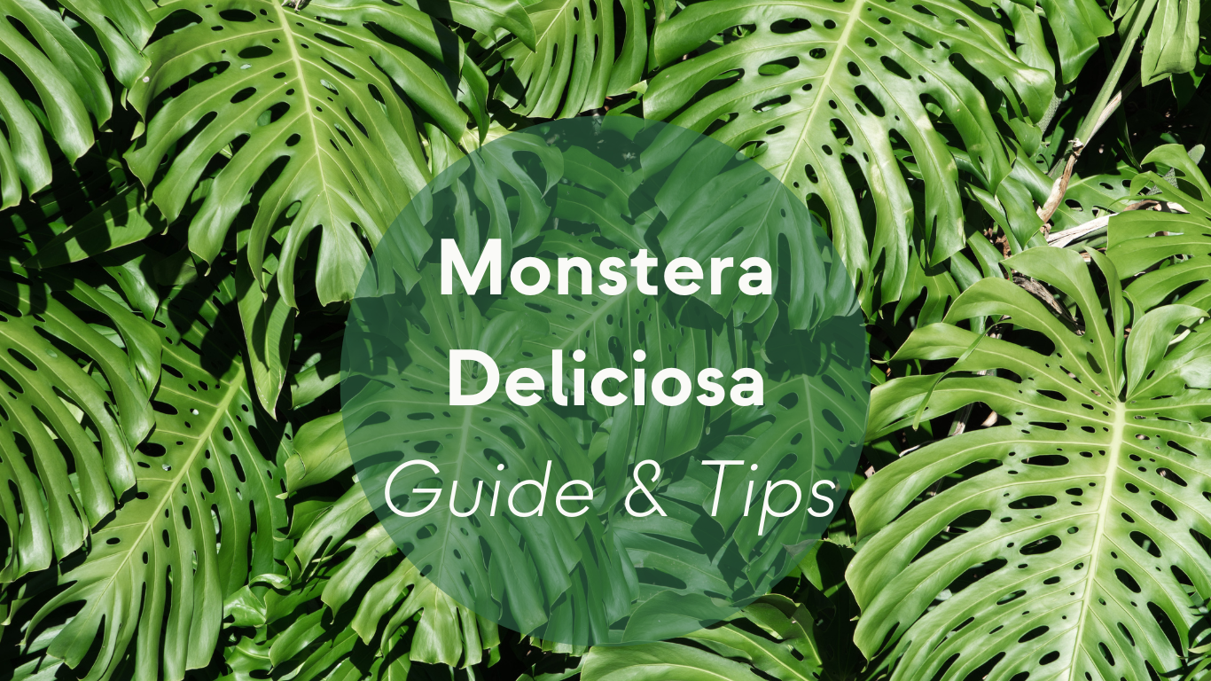 Monstera Deliciosa Plant Care: Guide & Tips