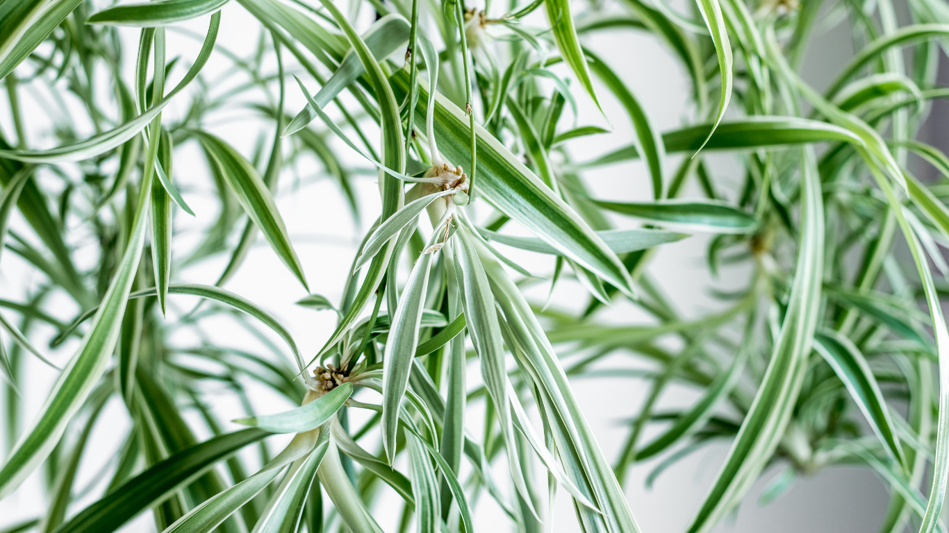 Spider Plant plantlets