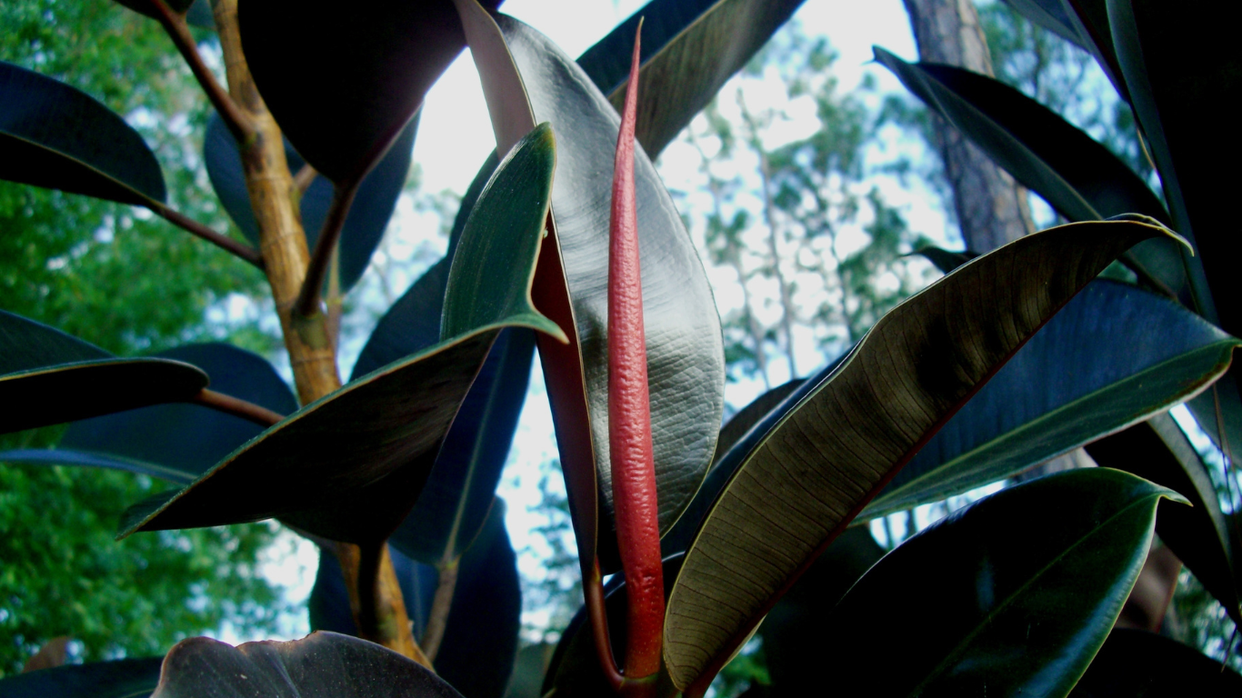 Rubber Tree outdoors