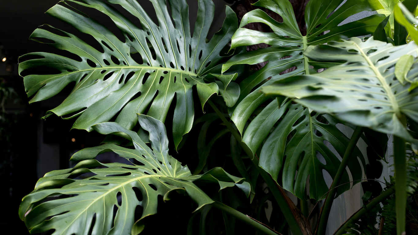 Monstera Plant