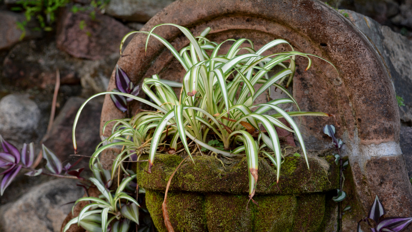 Spider Plant outdoors