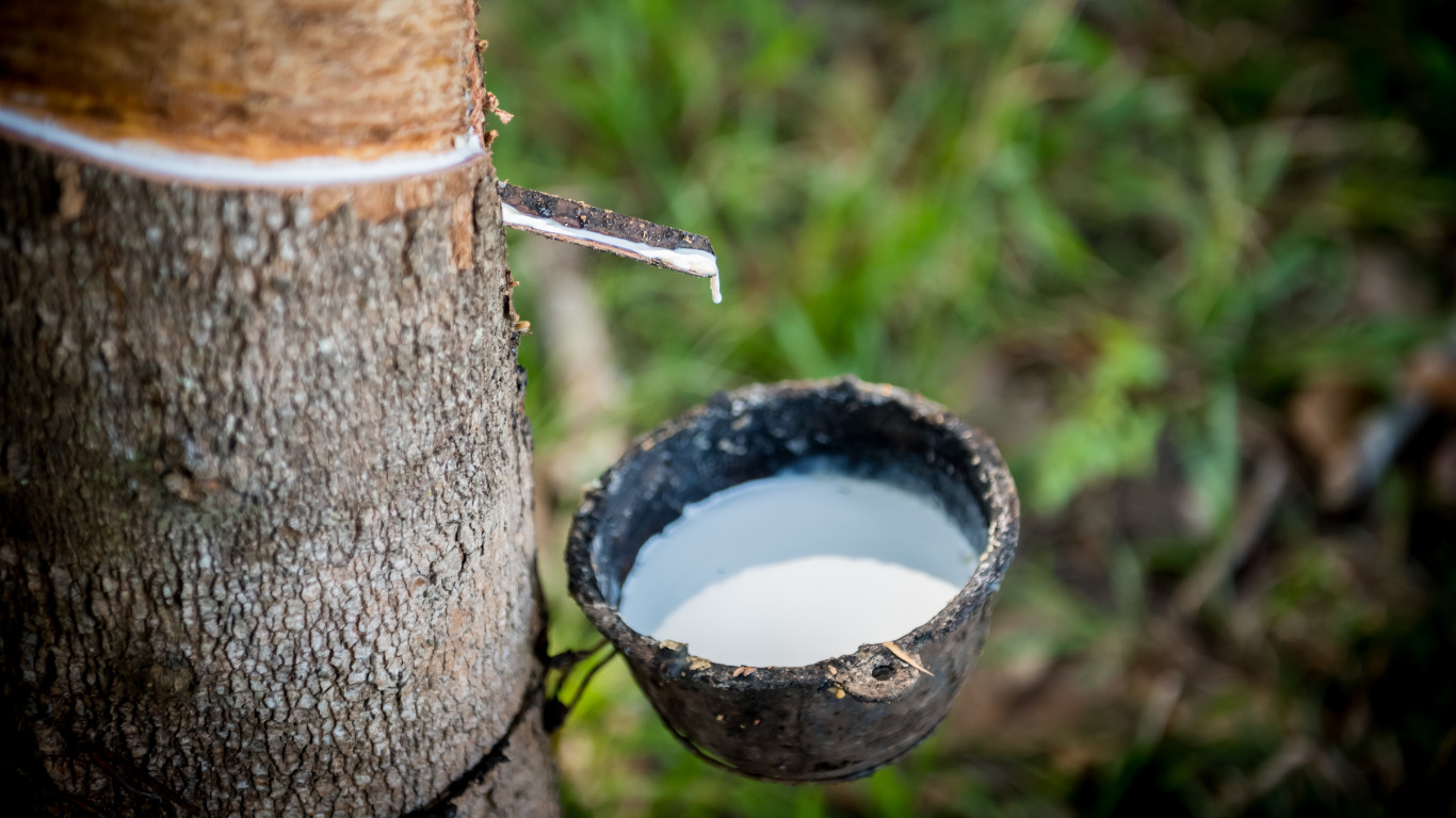 Rubber Tree latex extraction
