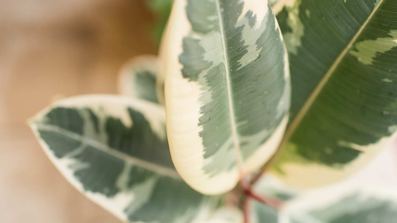 Rubber Tree tineke variety