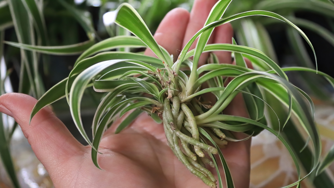 Spider Plant air roots