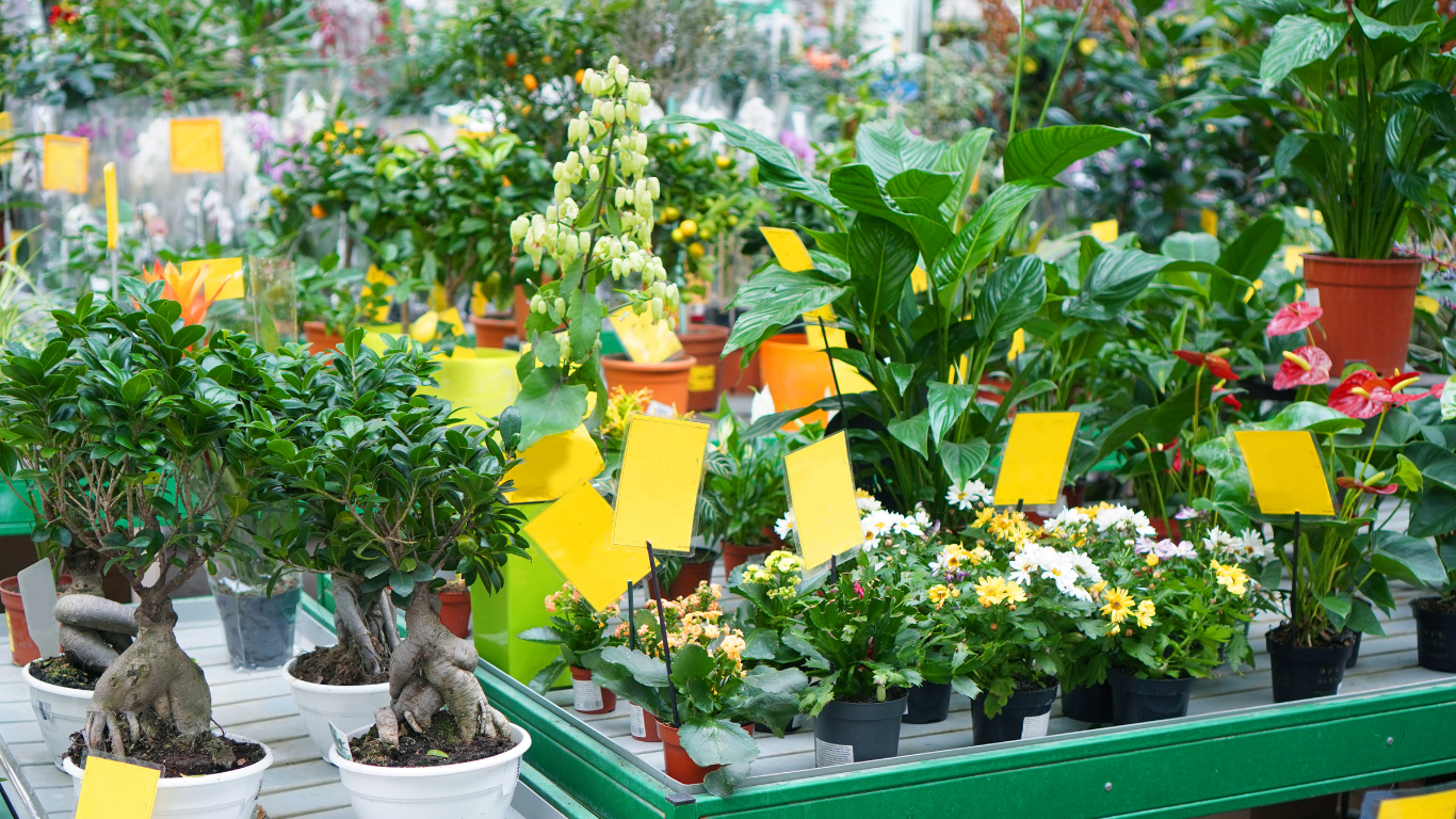 12 Best Indoor Houseplants For Every Home And Skill Level