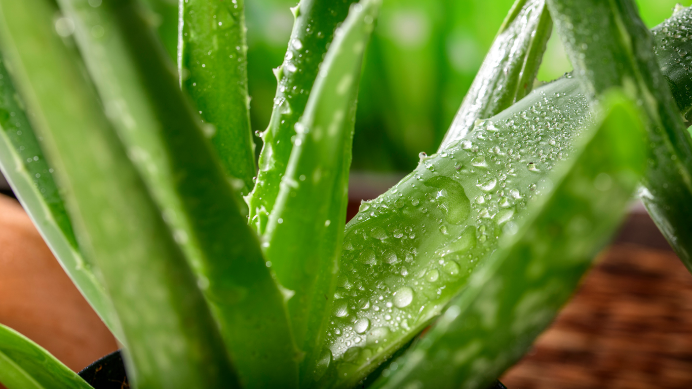 aloe vera