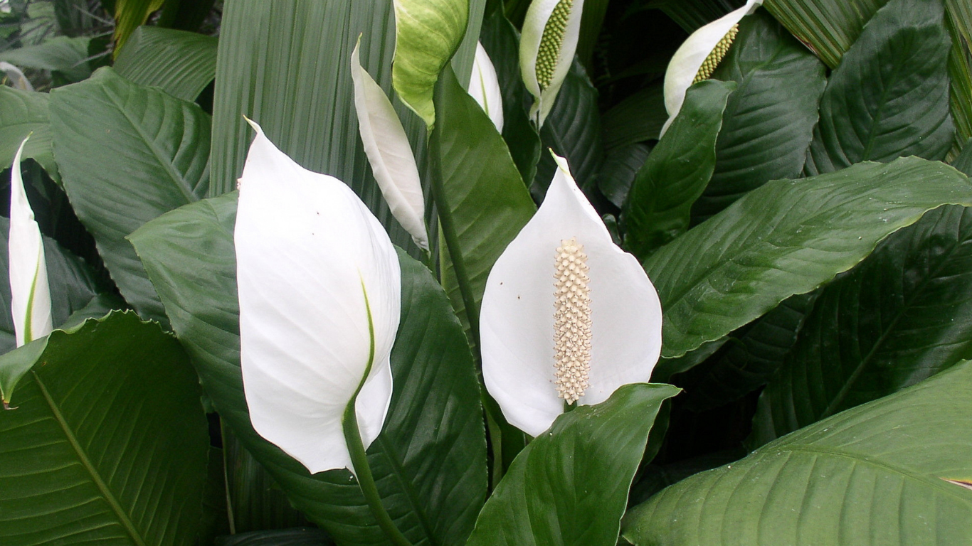 peace lily