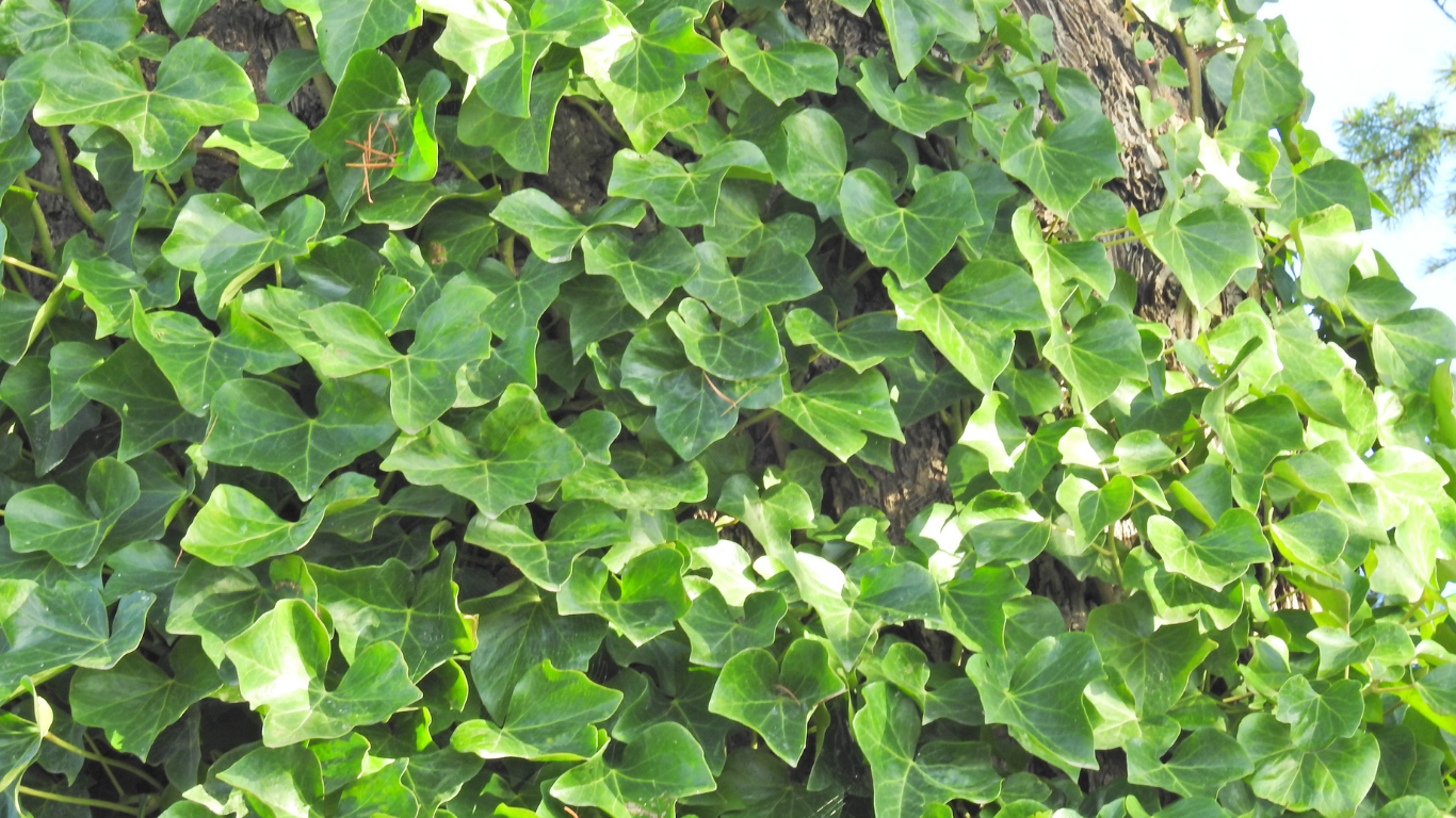 english ivy