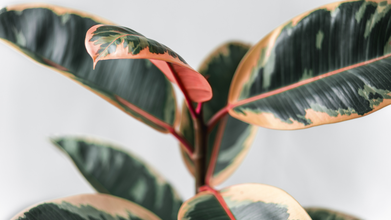 rubber tree ficus elastica