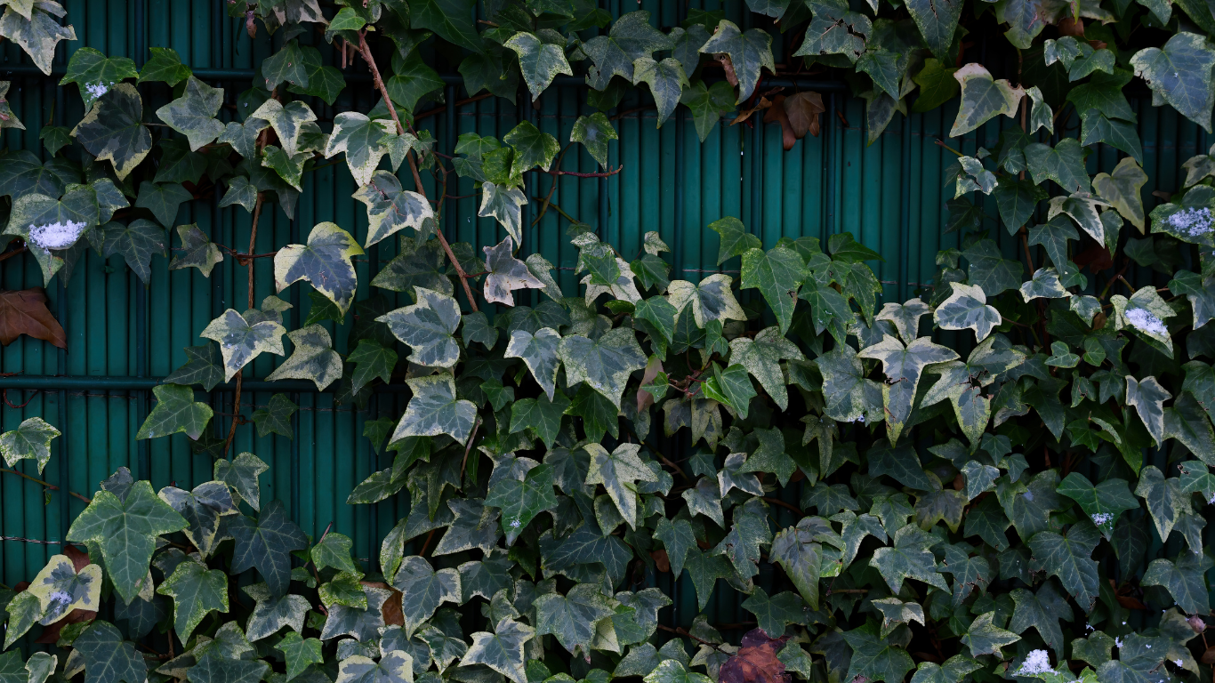 English Ivy Outdoors