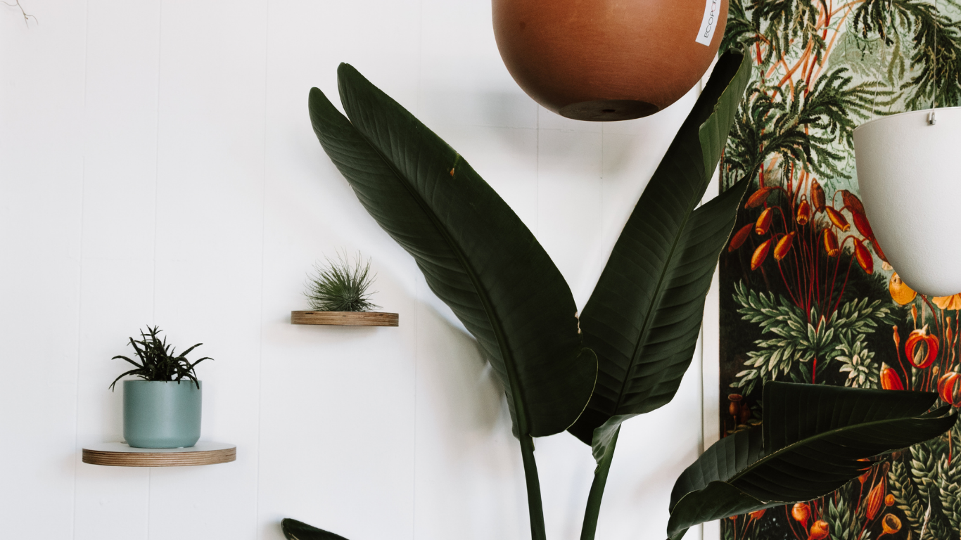 Bird of Paradise Indoors