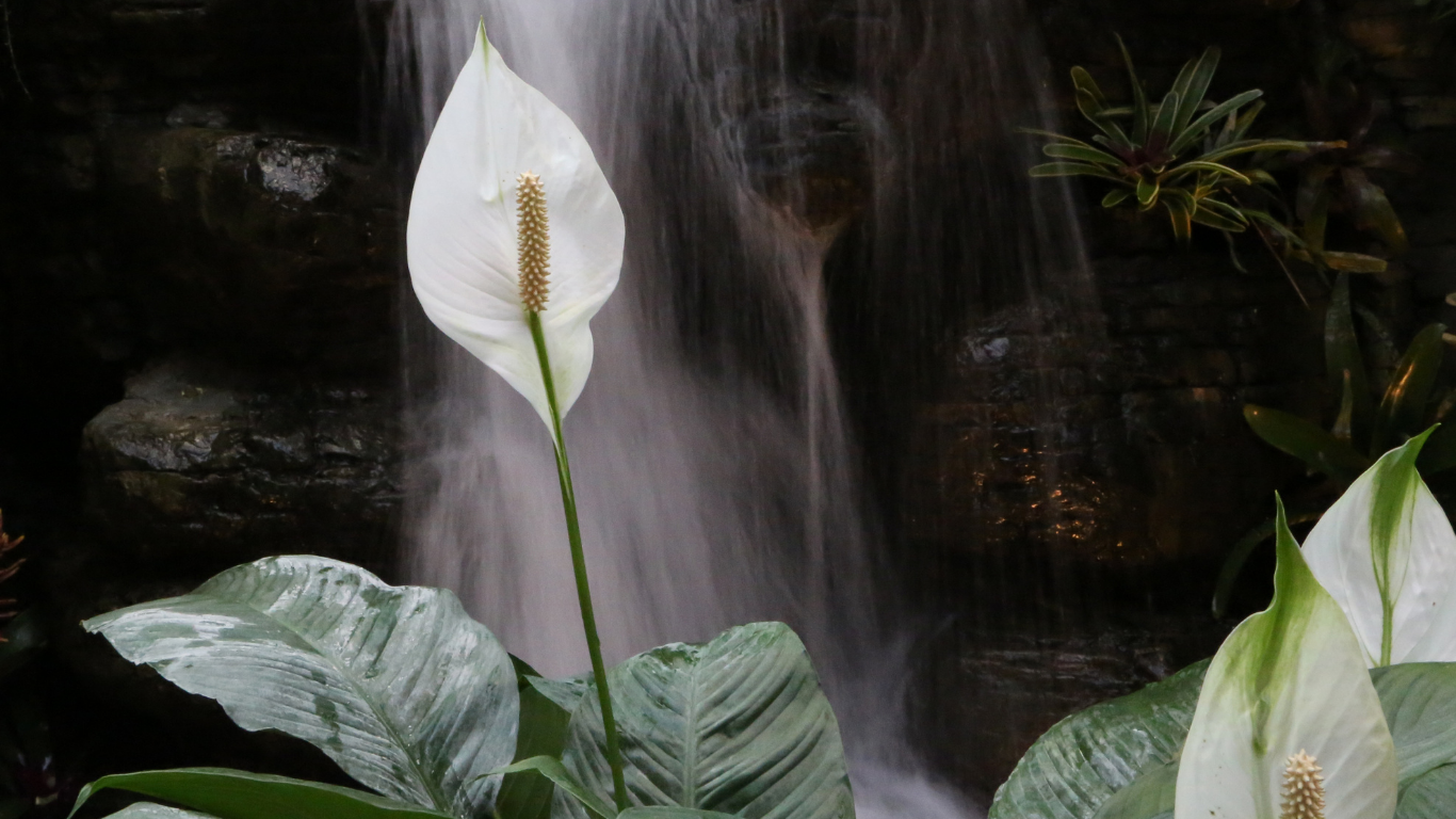 Peace Lily In Water