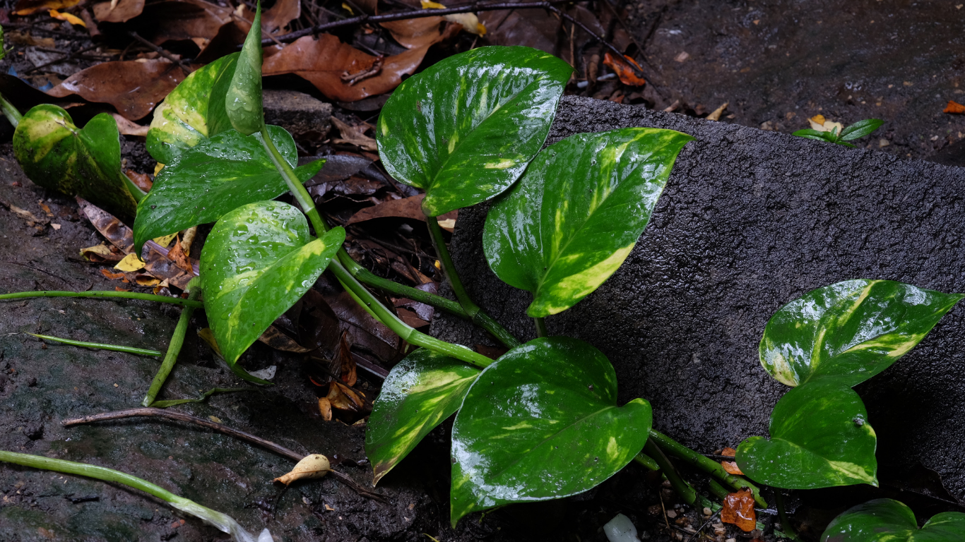 Pothos Plants Outdoors