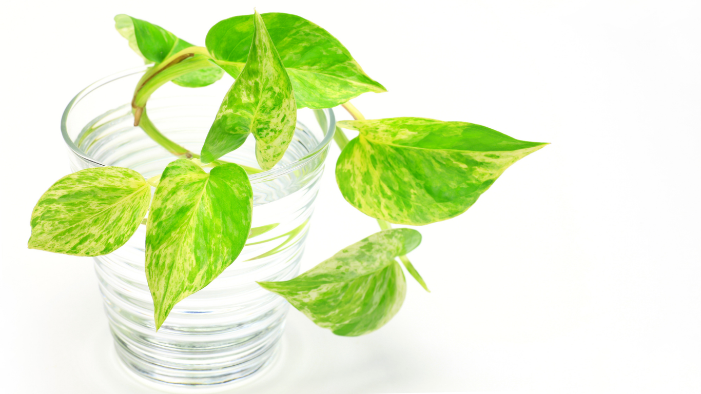 Pothos Plants Poisonous