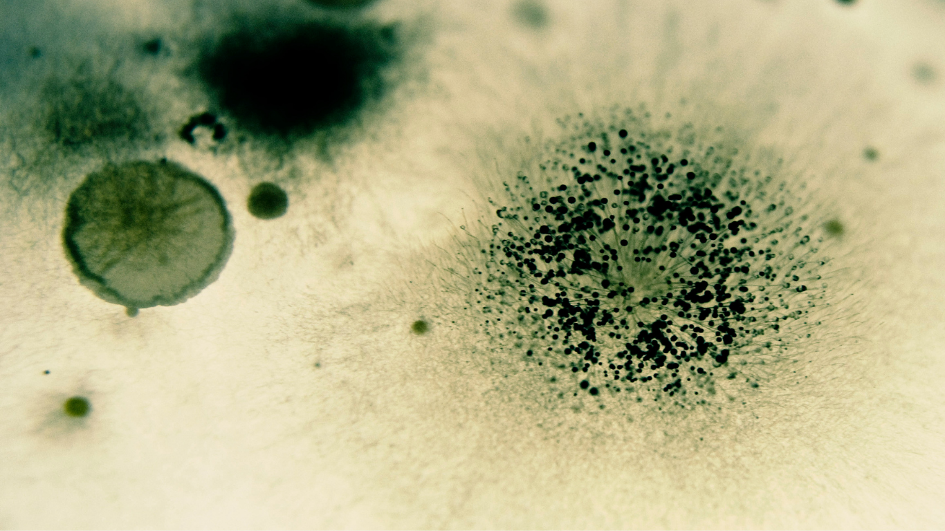 mold spores